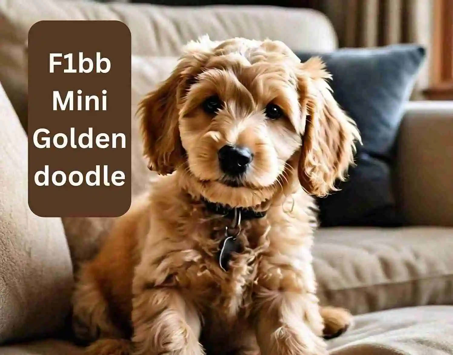 F1bb Mini Goldendoodle 1 f1bb mini goldendoodle