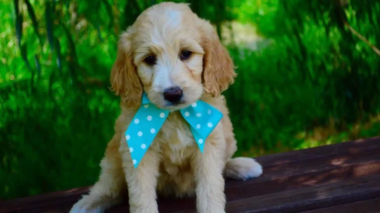 F1 Mini Goldendoodle 4 F1 Mini Goldendoodle