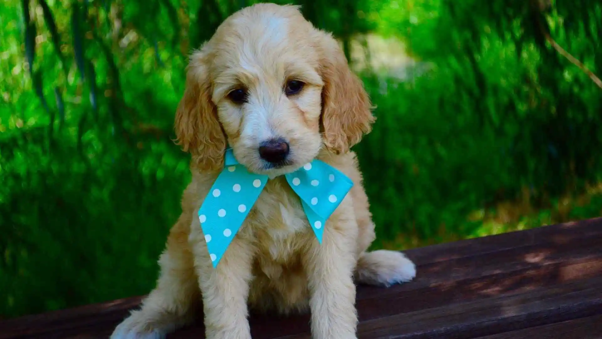 F1 mini goldendoodle