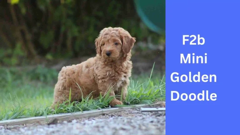 F2b Mini Goldendoodle 6 F2b Mini Goldendoodle