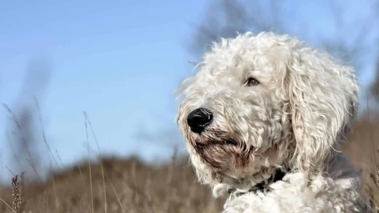 Mini Goldendoodle Pros and Cons 7 Mini Goldendoodle Pros and Cons