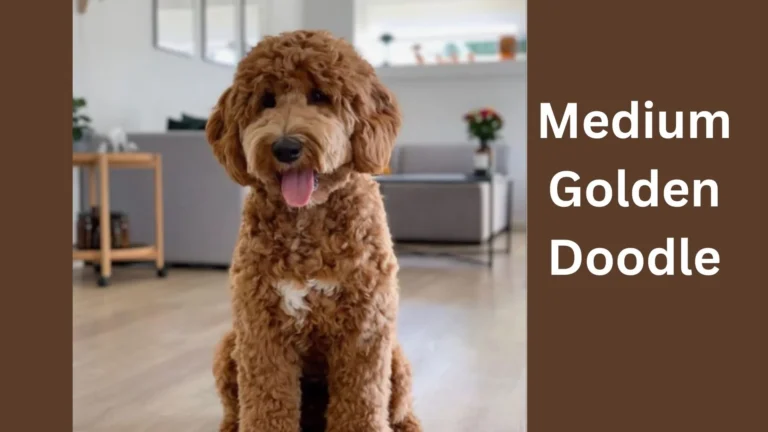 Medium Goldendoodle 3 Medium Goldendoodle