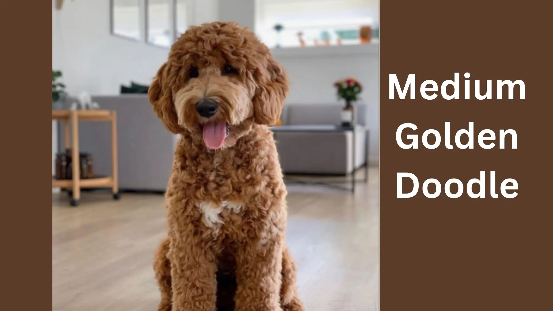Medium Goldendoodle