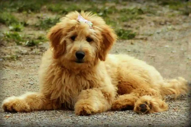 Mini Goldendoodle: A Complete Miniature Breed Guide 2024