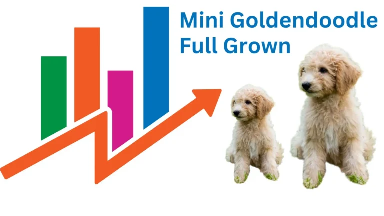 Mini Goldendoodle Full-Grown 9 Mini Goldendoodle Full-Grown