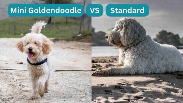 Mini Goldendoodle vs Standard Goldendoodle: Comparison Guide 7 Mini Goldendoodle vs Standard Goldendoodle: Comparison Guide