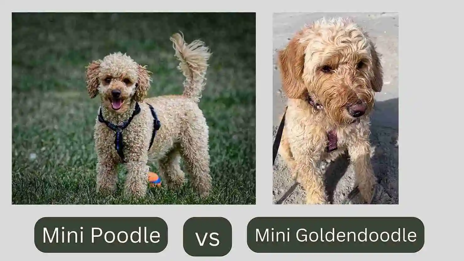 Mini Poodle vs Mini Goldendoodle