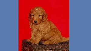 Red Goldendoodle