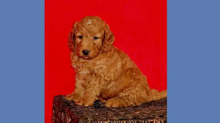 Mini Goldendoodle Red 4 Mini Goldendoodle Red