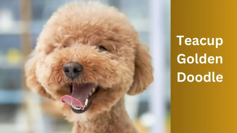 Teacup Goldendoodle: A Complete Guide 4 Teacup Goldendoodle: A Complete Guide