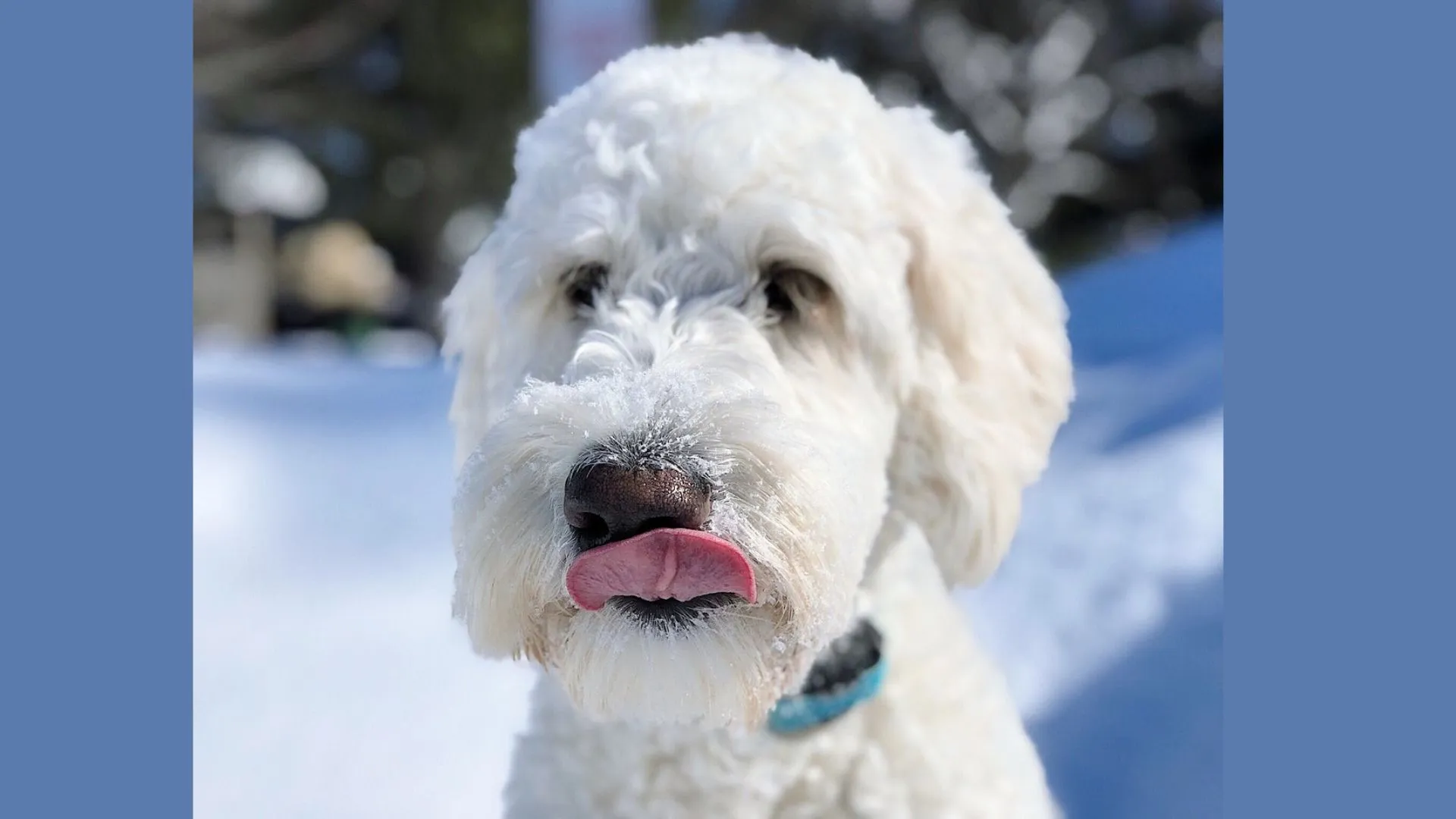 White Goldendoodle