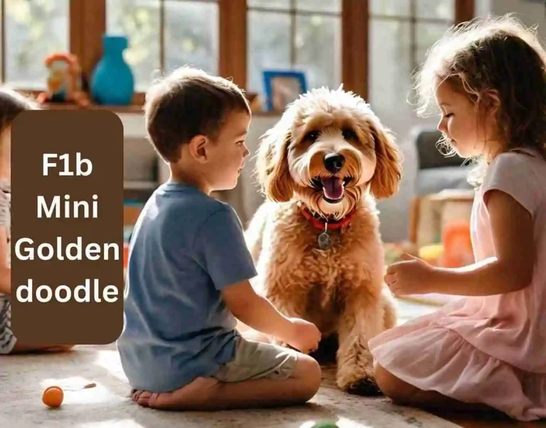 F1b Mini Goldendoodle