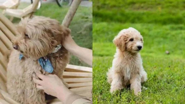 Are Mini Goldendoodle Hypoallergenic?
