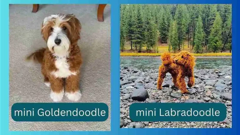 Mini Goldendoodle vs Mini Labradoodle 8 Mini Goldendoodle vs Mini Labradoodle