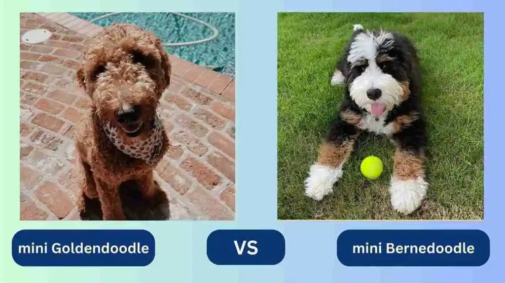 mini Goldendoodle vs mini bernedoodle