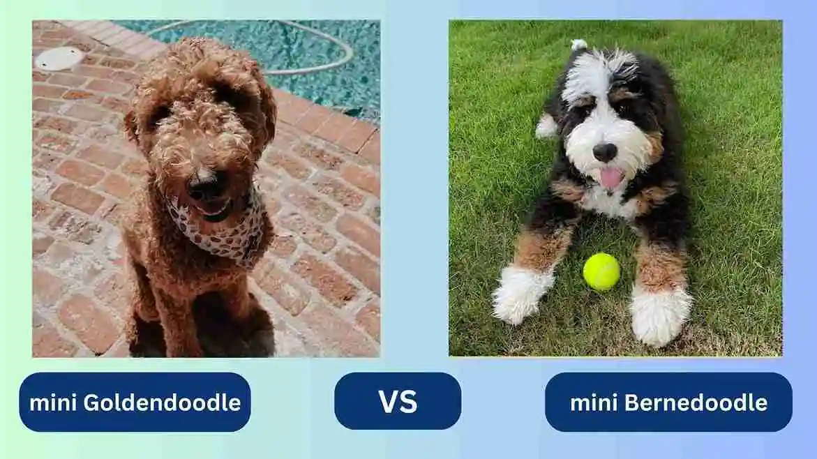 mini Goldendoodle vs mini bernedoodle