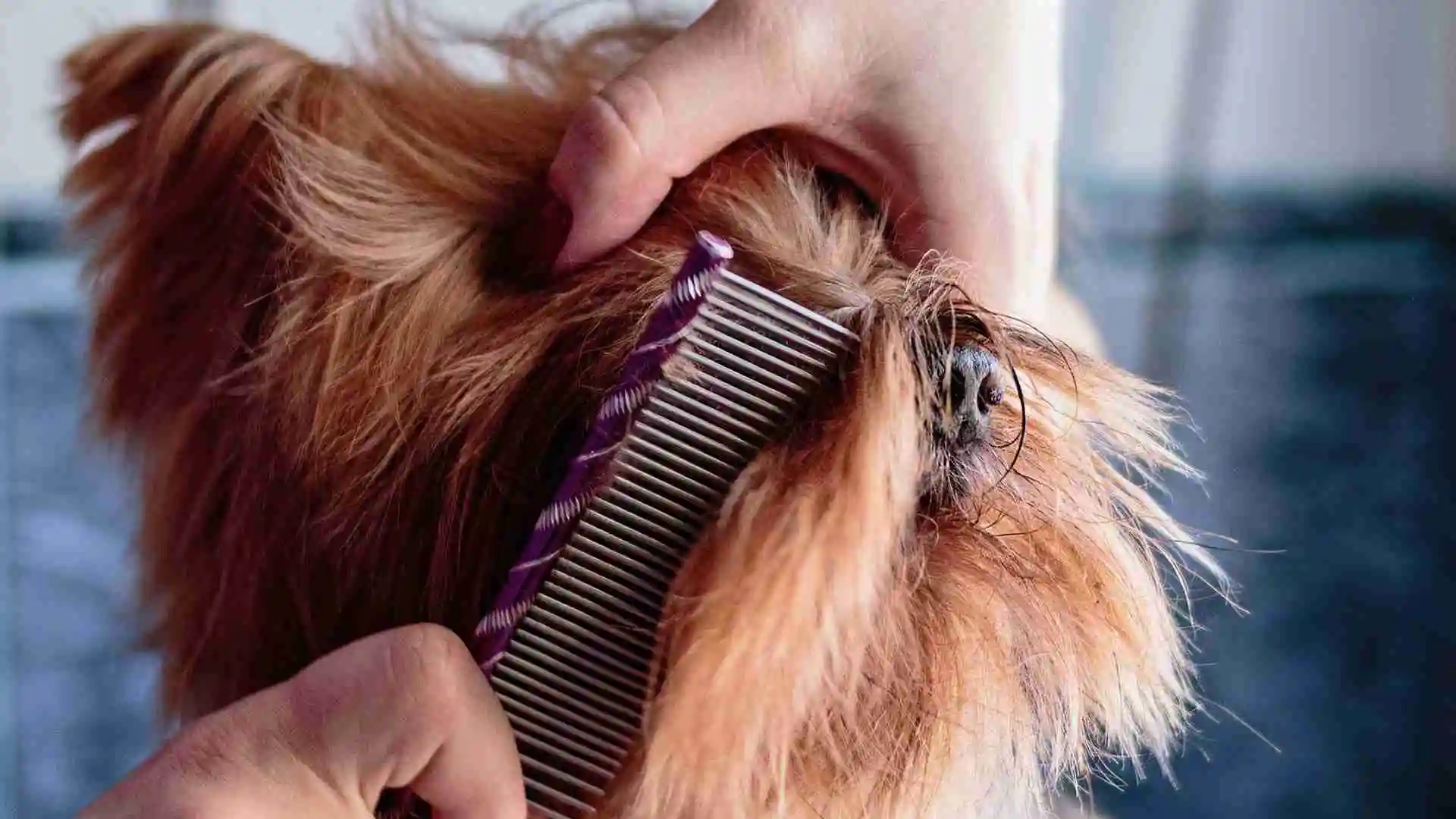 mini goldendoodle grooming