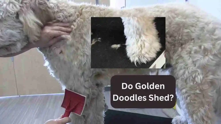 Do Goldendoodles Shed - Facts and Grooming Tips 8 Do Goldendoodles Shed – Facts and Grooming Tips