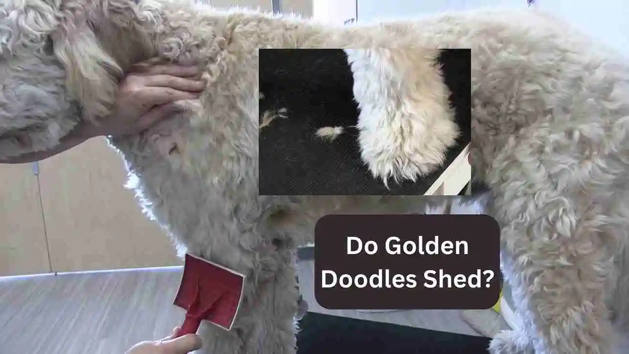 Do Golden Doodles Shed