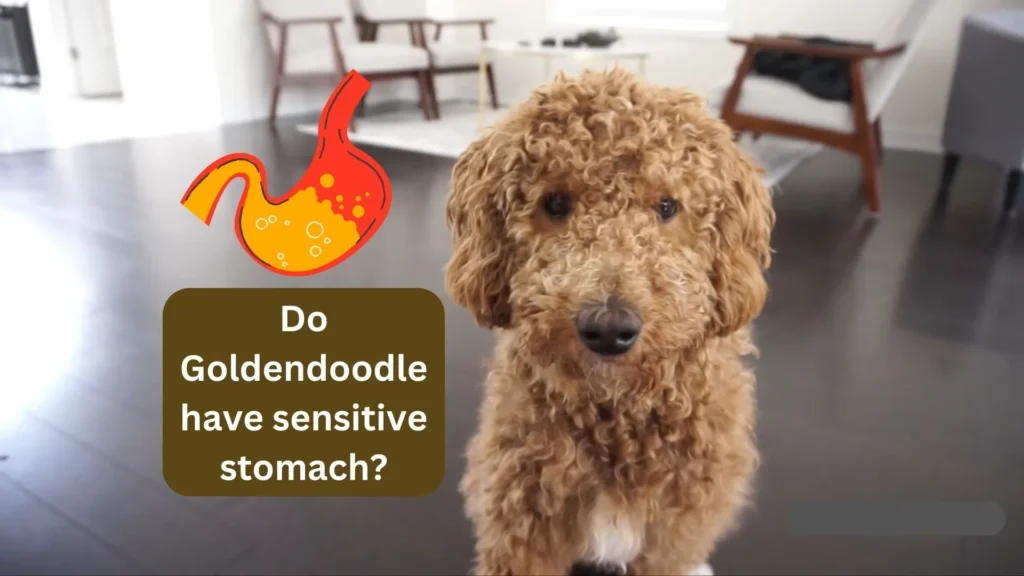 Do Goldendoodle have sensitive stomach