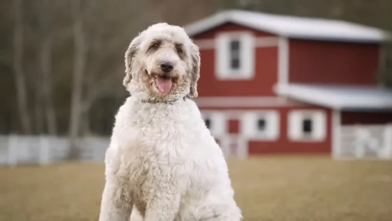 English Goldendoodle: Coat, Care & More