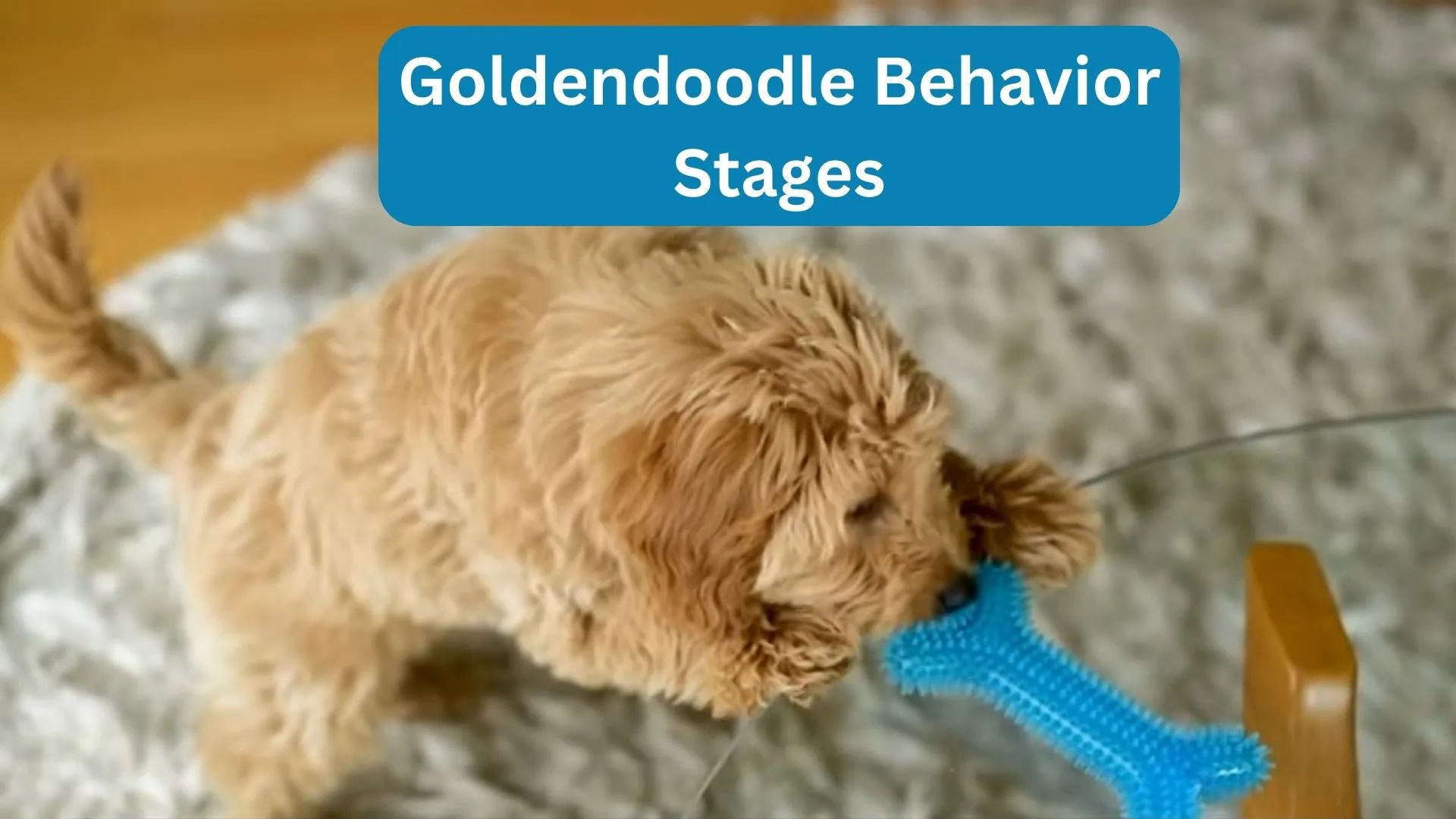 Goldendoodle Behavior Stages