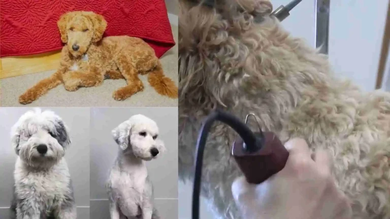 Goldendoodle Haircuts - 15 Most Stylish Cuts (With Picture) 5 Goldendoodle Haircuts – 15 Most Stylish Cuts (With Picture)