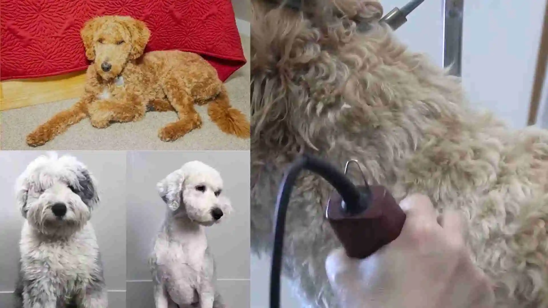 Goldendoodle Haircut