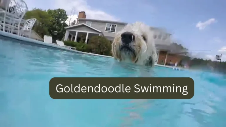 Do Goldendoodles Like to Swim? Complete Guide 2 Do Goldendoodles Like to Swim? Complete Guide