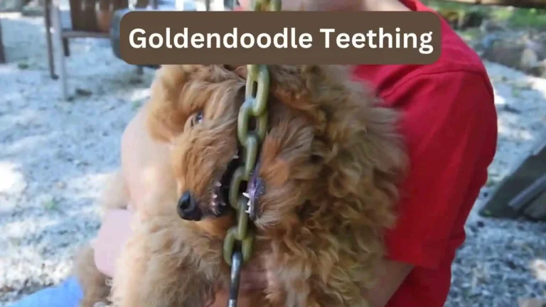 Goldendoodle Teething Guide: Important Information 3 Goldendoodle Teething Guide: Important Information