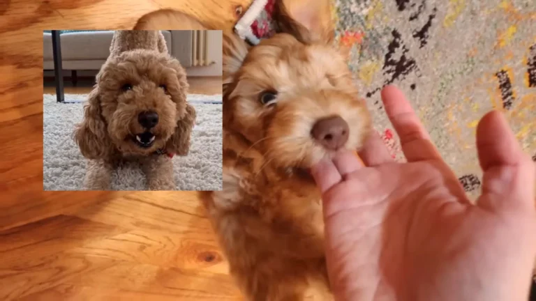 Do Goldendoodle Bite? Reasons Defined