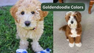 Goldendoodle colors