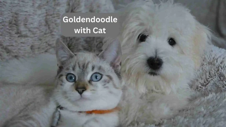 Do Goldendoodles get along with Cats? 1 Do Goldendoodles get along with Cats?