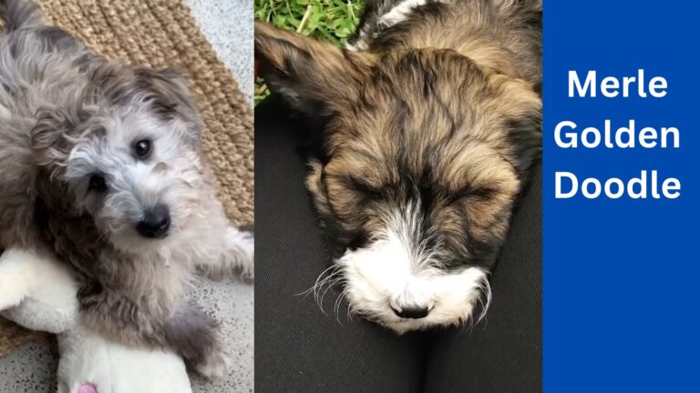 Merle Goldendoodle - Know All About This Breed 6 Merle Goldendoodle – Know All About This Breed