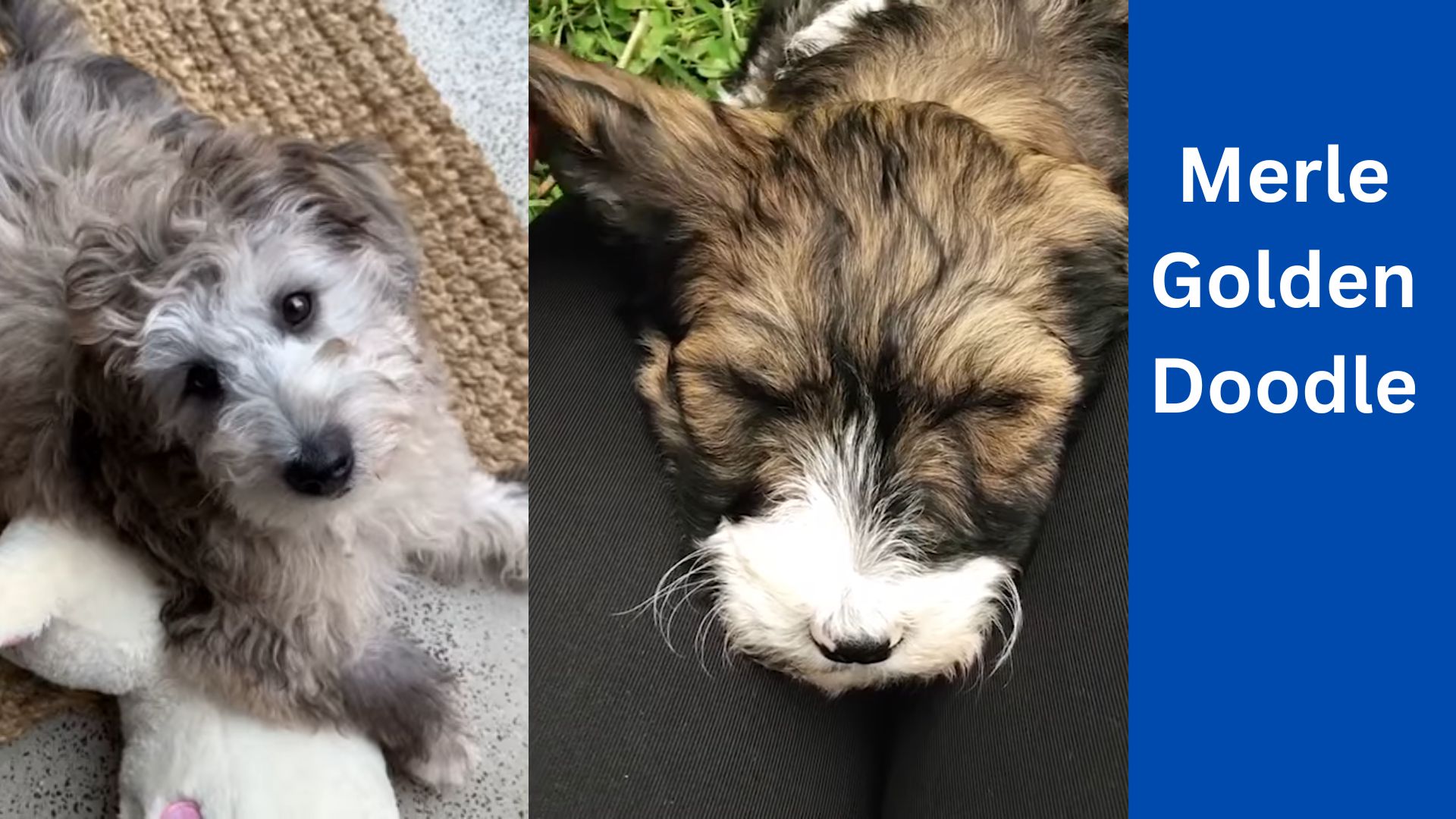 Merle Goldendoodle