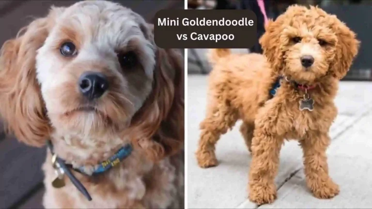 Mini Goldendoodle vs Cavapoo 6 Mini Goldendoodle vs Cavapoo