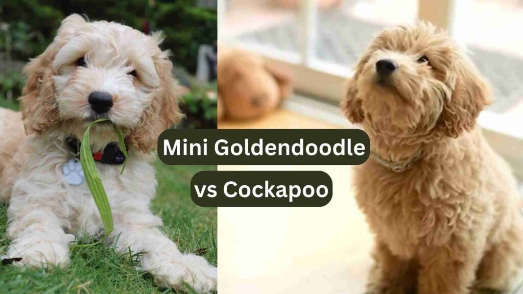 Mini Goldendoodle vs Cockapoo