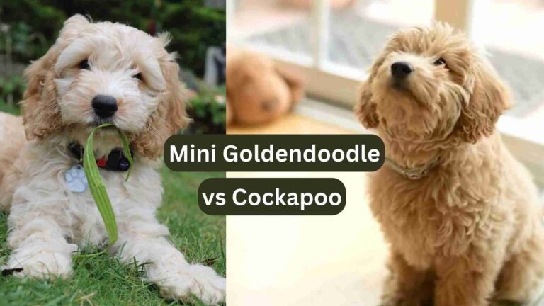 Mini Goldendoodle vs Cockapoo: A Comparison Guide 2024 2 Mini Goldendoodle vs Cockapoo: A Comparison Guide 2024