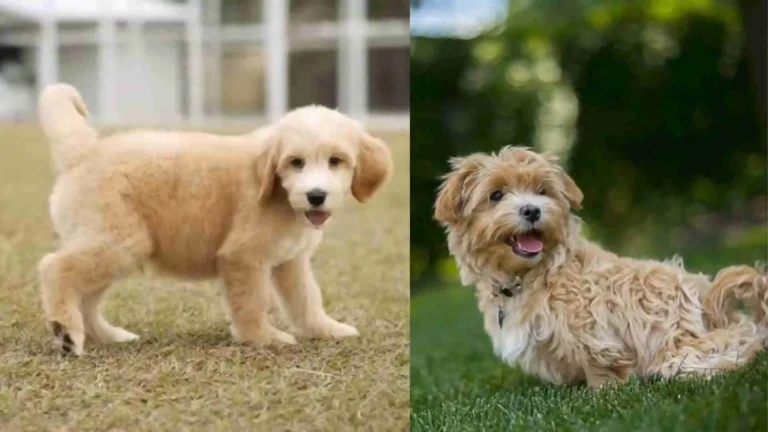 Mini Goldendoodle vs Maltipoo: A Comparison Guide