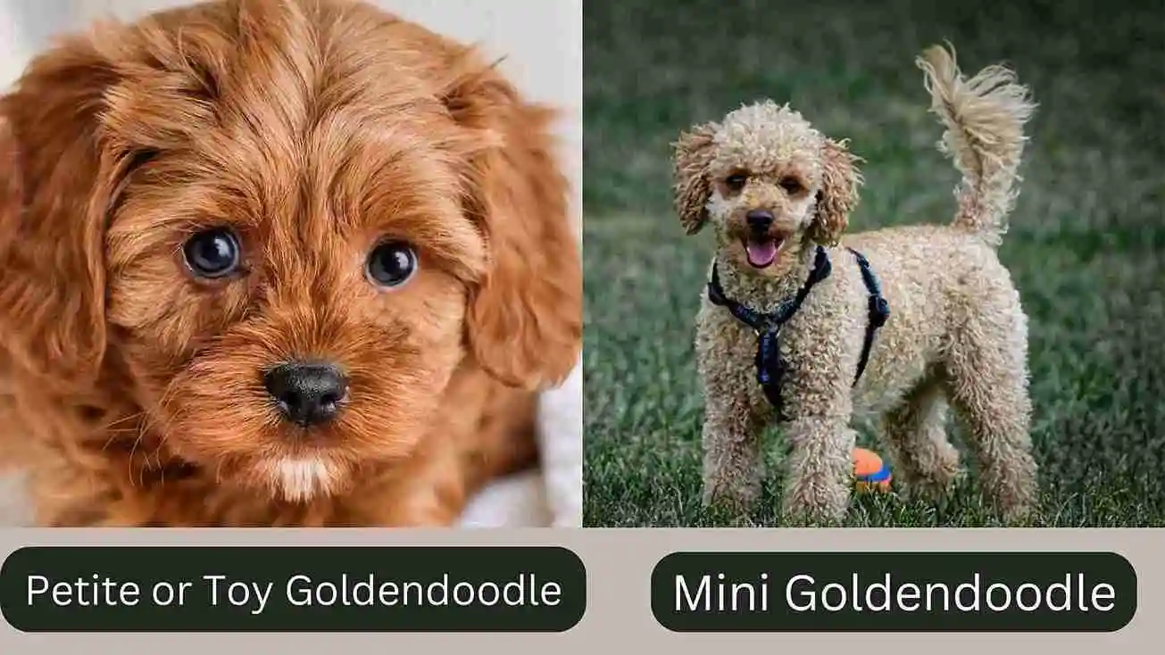 Petite, Toy vs Mini Goldendoodle: A Comparison Guide 1 Petite, Toy Mini Goldendoodle