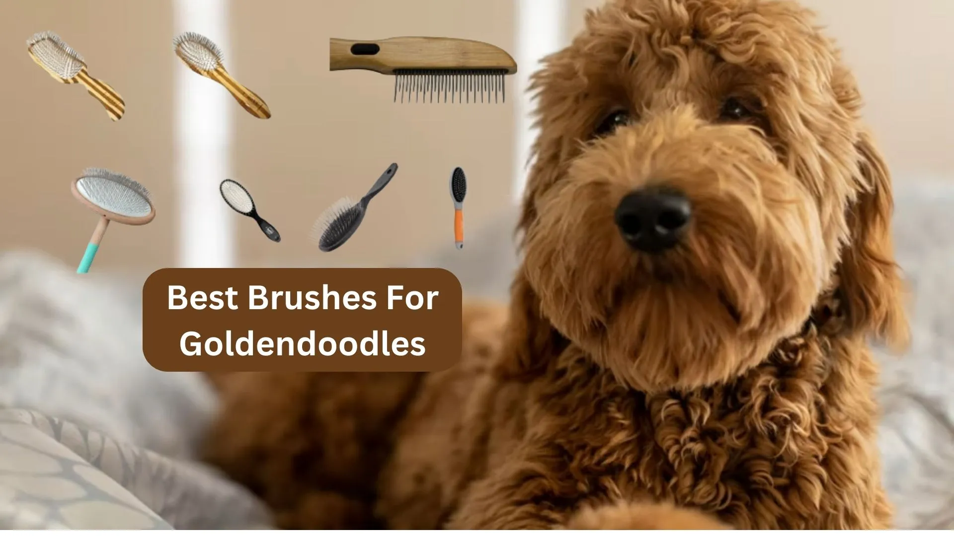 Best Brushes For Goldendoodles