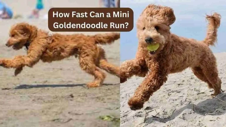 How Fast Can a Mini Goldendoodle Run? 5 How Fast Can a Mini Goldendoodle Run?