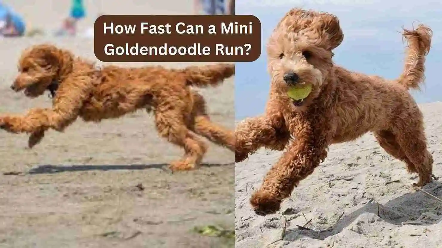 How Fast Can a Mini Goldendoodle Run? 1 How Fast Can a Mini Goldendoodle Run