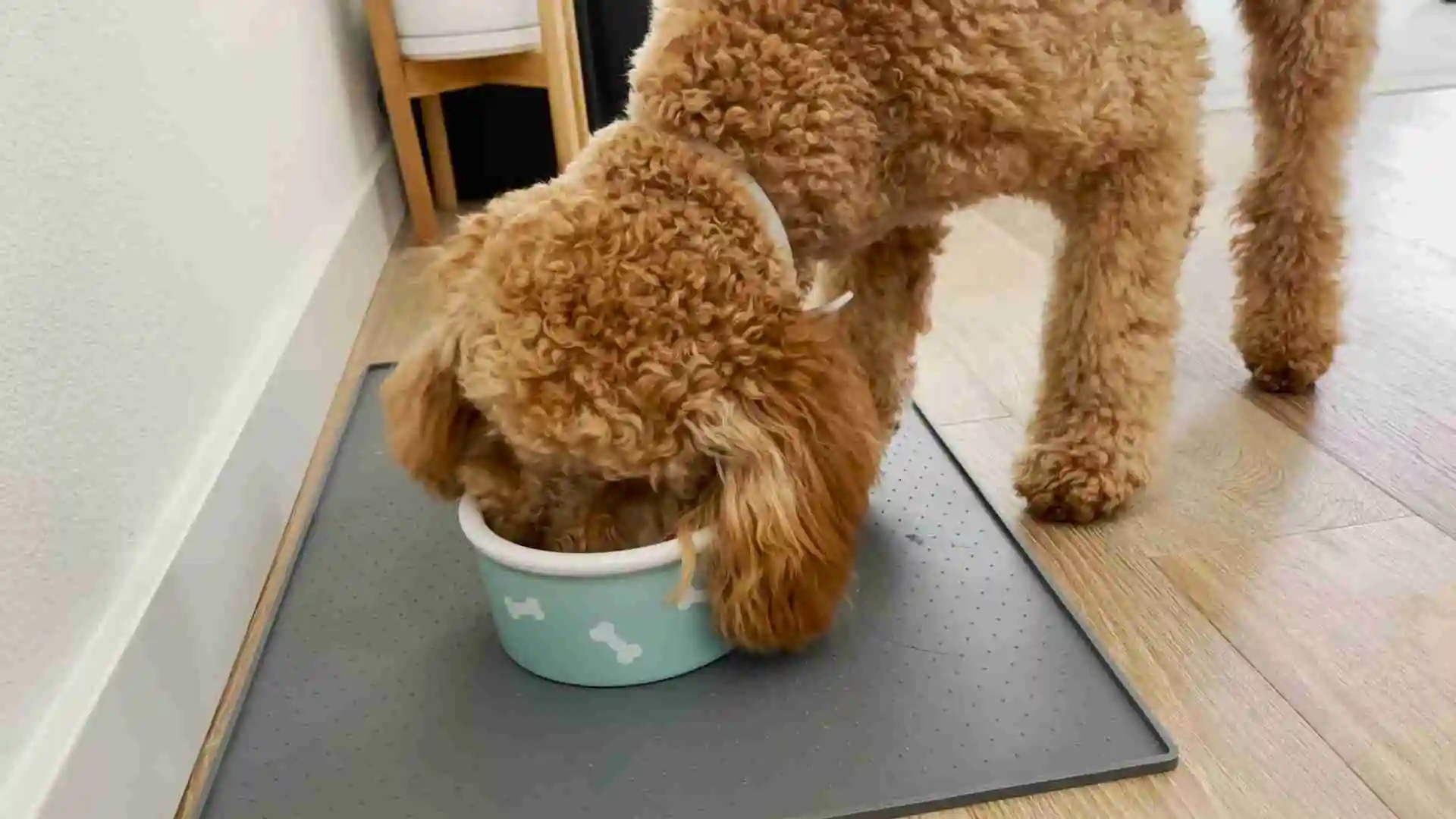 How Much Should a Mini Goldendoodle Eat? A Complete Eating Habit Guide 1 How Much Should a Mini Goldendoodle Eat