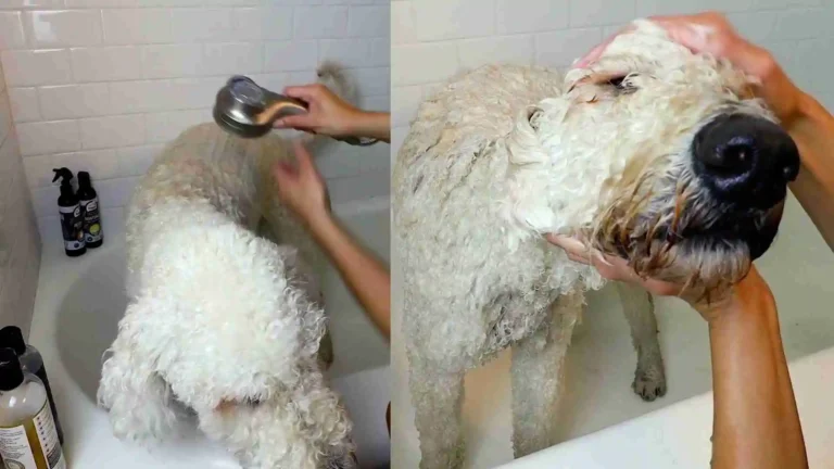 How Often Should I Bathe My Goldendoodle? 3 How Often Should I Bathe My Goldendoodle?