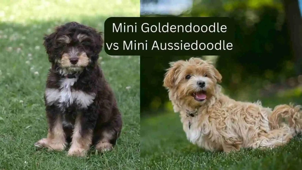 Mini Goldendoodle vs Mini Aussiedoodle
