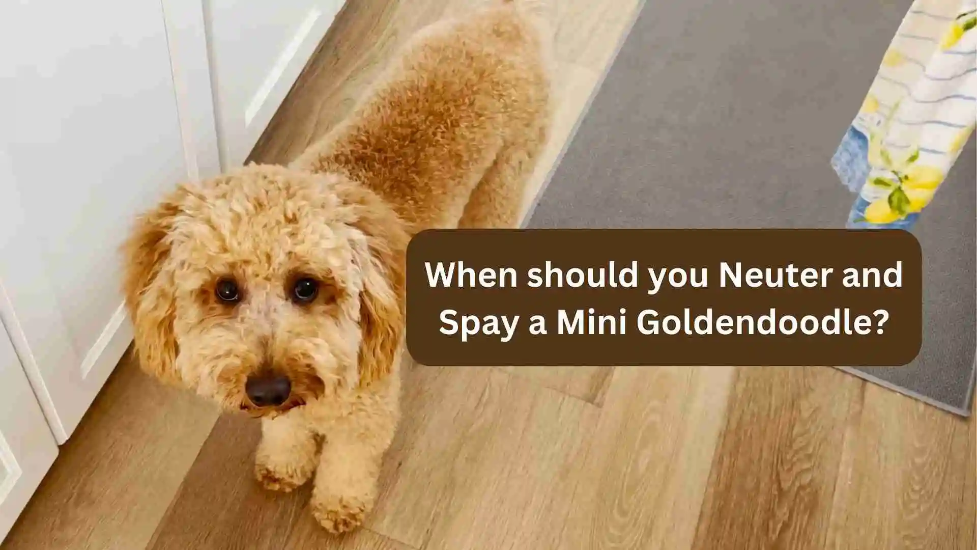 Neuter and Spay a Mini Goldendoodle