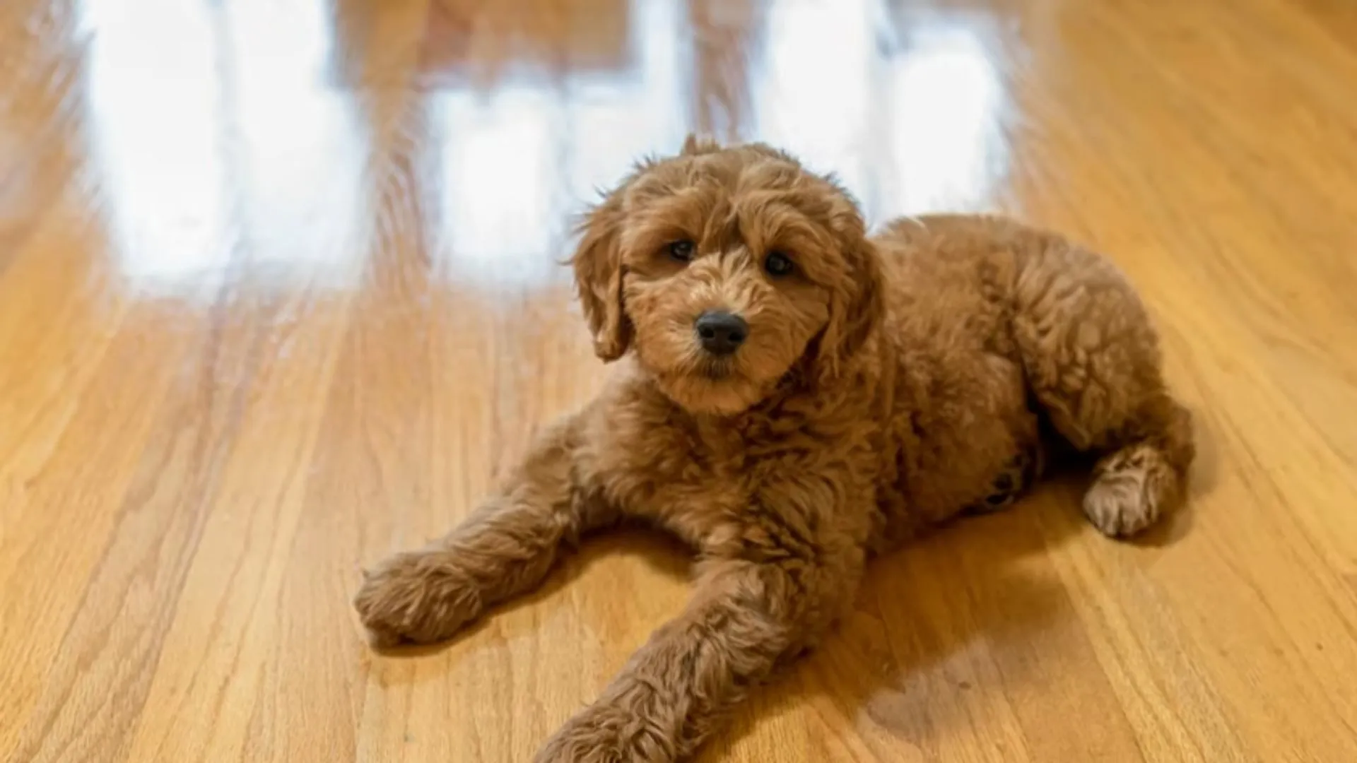  Why Goldendoodles Are Unethical