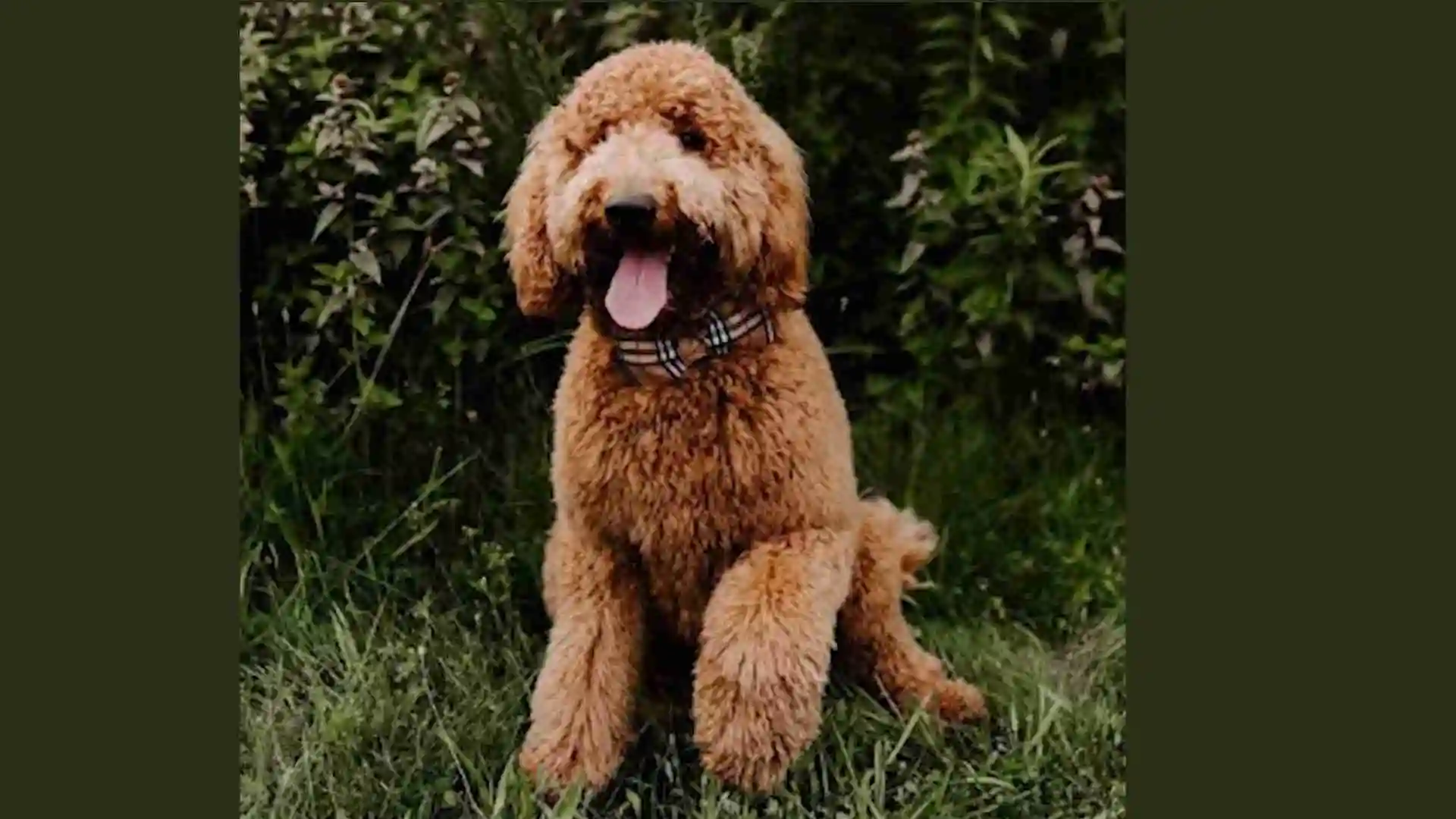 Why is My Mini Goldendoodle aggressive