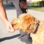 Golden Retriever Service Dog